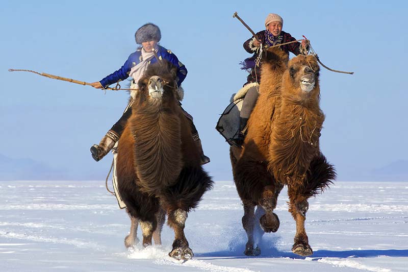 camel festival mongolia 